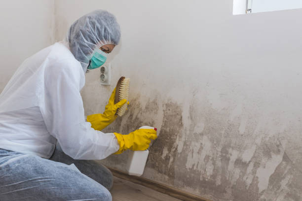 Best Black Mold Removal  in Caon City, CO