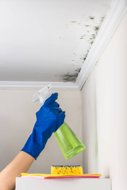 Best Certified Mold Removal  in Caon City, CO