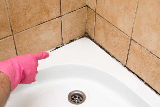 Best Local Mold Removal Service  in Caon City, CO